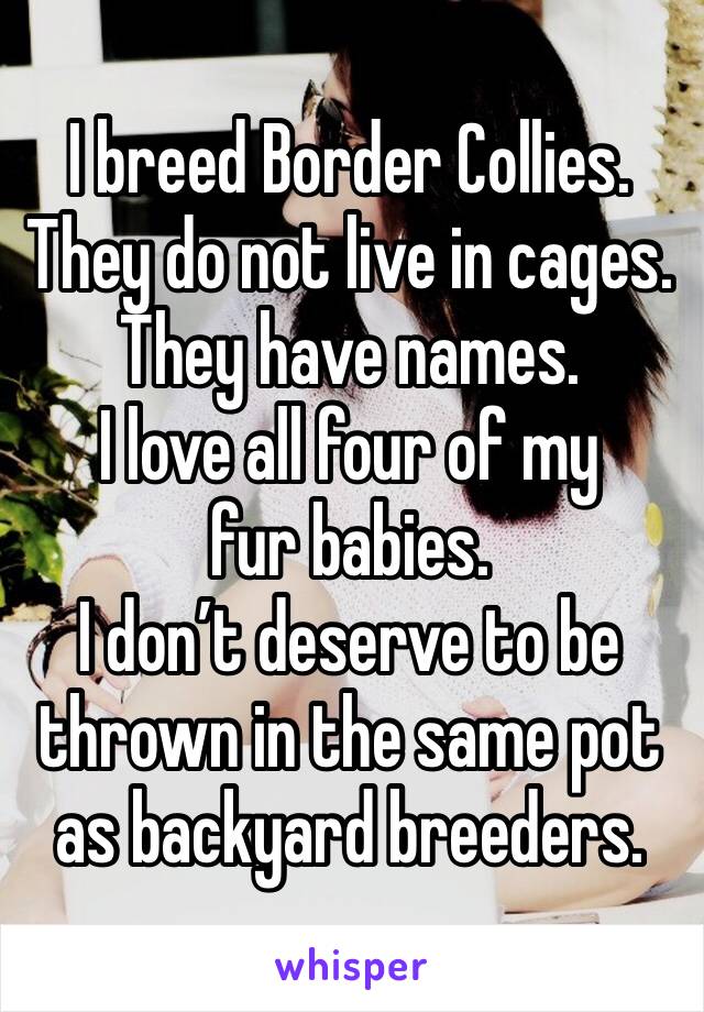 I breed Border Collies. They do not live in cages.
They have names.
I love all four of my fur babies.
I don’t deserve to be thrown in the same pot as backyard breeders. 