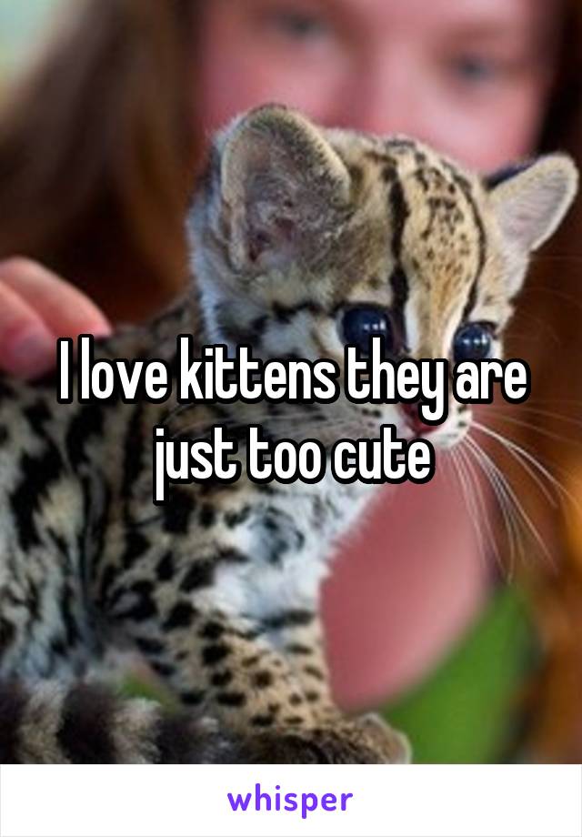 I love kittens they are just too cute