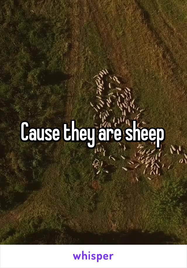 Cause they are sheep 
