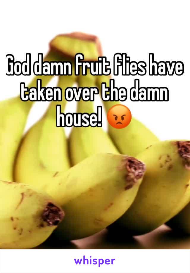 God damn fruit flies have taken over the damn house! 😡