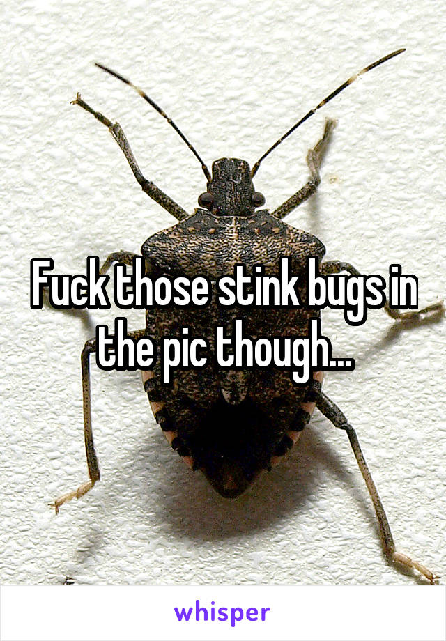 Fuck those stink bugs in the pic though...
