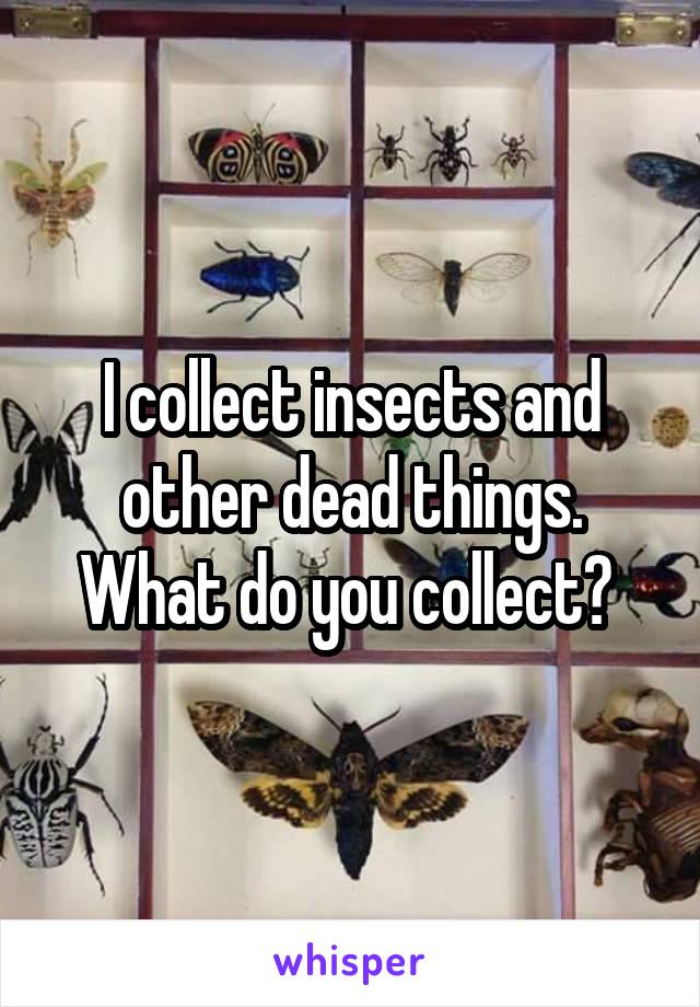 I collect insects and other dead things. What do you collect? 