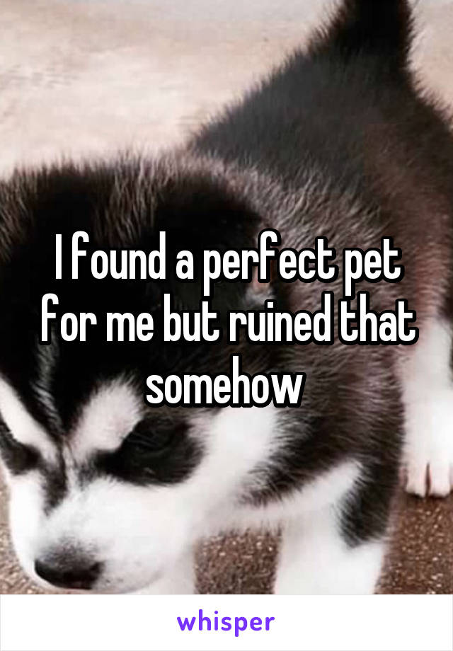 I found a perfect pet for me but ruined that somehow 