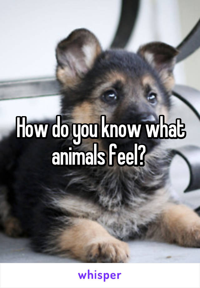 How do you know what animals feel? 