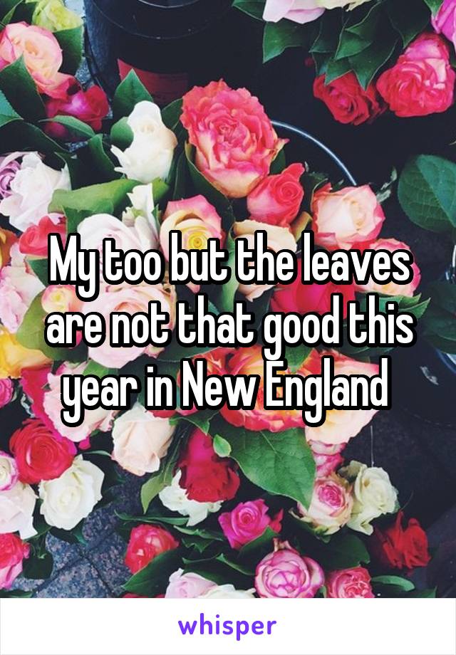 My too but the leaves are not that good this year in New England 