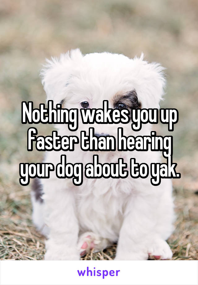 Nothing wakes you up faster than hearing your dog about to yak.