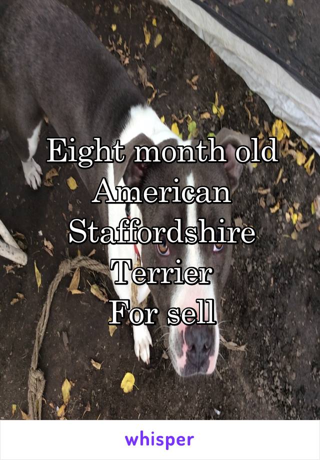 Eight month old American Staffordshire Terrier
For sell