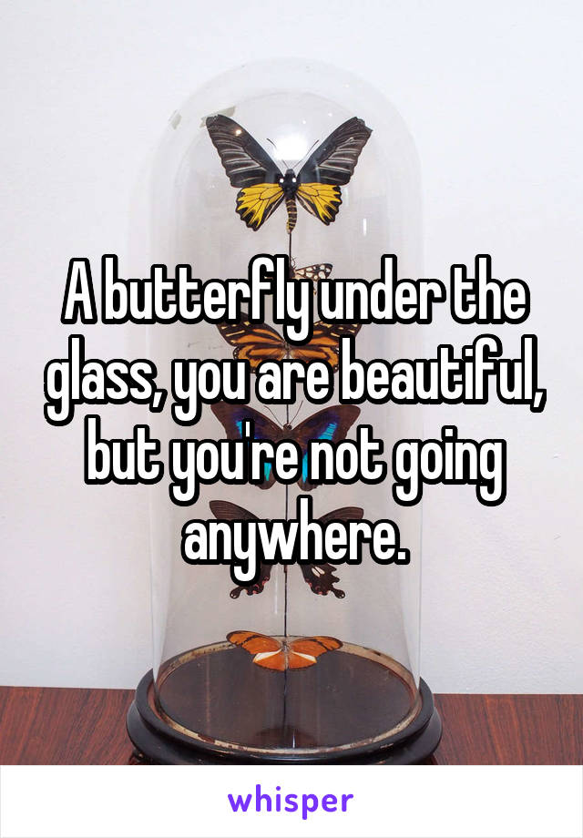 A butterfly under the glass, you are beautiful, but you're not going anywhere.