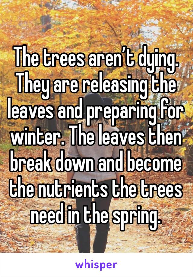 The trees aren’t dying. They are releasing the leaves and preparing for winter. The leaves then break down and become the nutrients the trees need in the spring. 