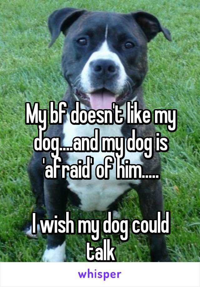 


My bf doesn't like my dog....and my dog is 'afraid' of him.....

I wish my dog could talk