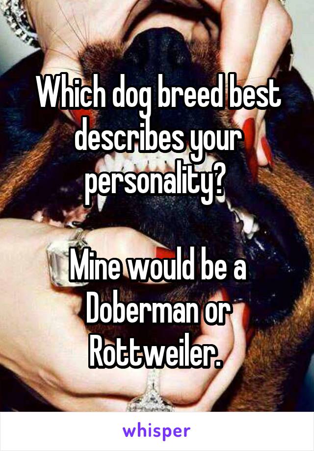 Which dog breed best describes your personality? 

Mine would be a Doberman or Rottweiler. 