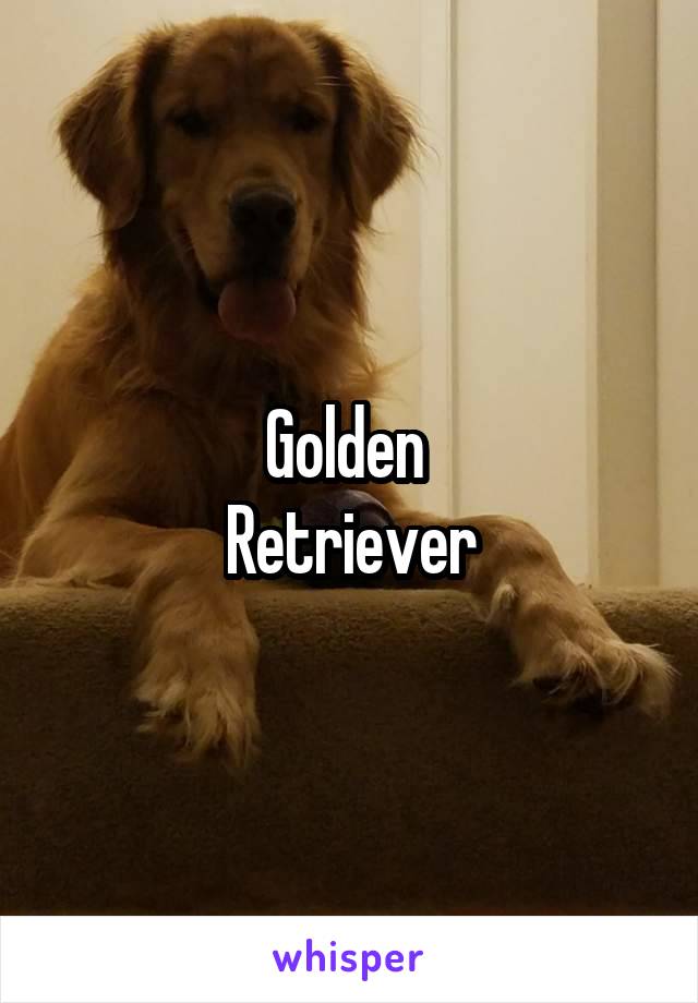 Golden 
Retriever