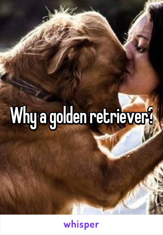 Why a golden retriever?