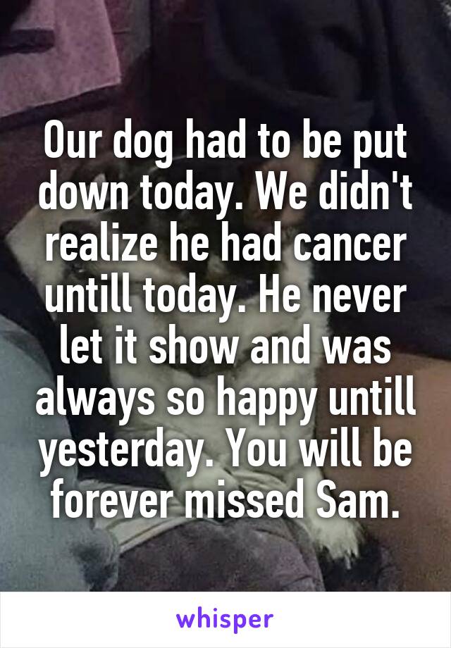 Our dog had to be put down today. We didn't realize he had cancer untill today. He never let it show and was always so happy untill yesterday. You will be forever missed Sam.