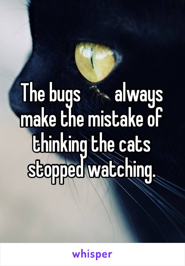 The bugs 🐜 always make the mistake of thinking the cats stopped watching. 