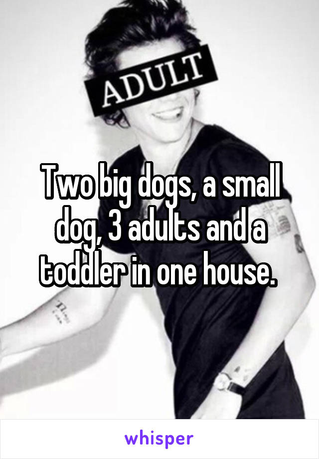 Two big dogs, a small dog, 3 adults and a toddler in one house. 