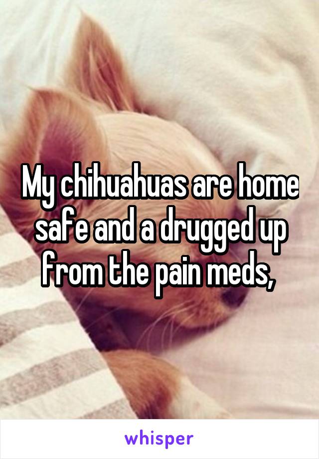 My chihuahuas are home safe and a drugged up from the pain meds, 