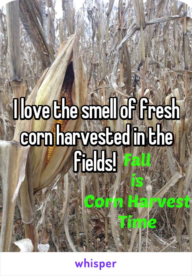 I love the smell of fresh corn harvested in the fields! 