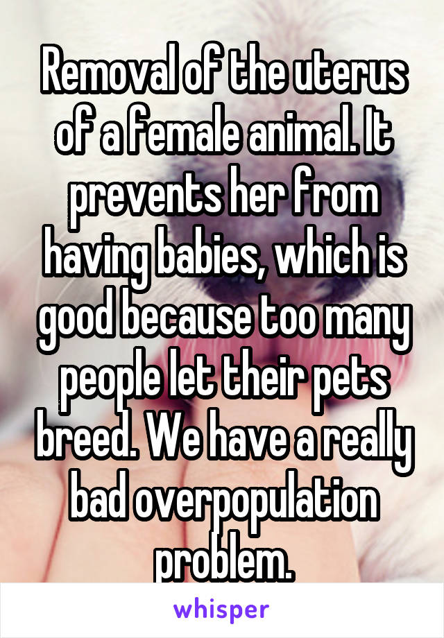 Removal of the uterus of a female animal. It prevents her from having babies, which is good because too many people let their pets breed. We have a really bad overpopulation problem.