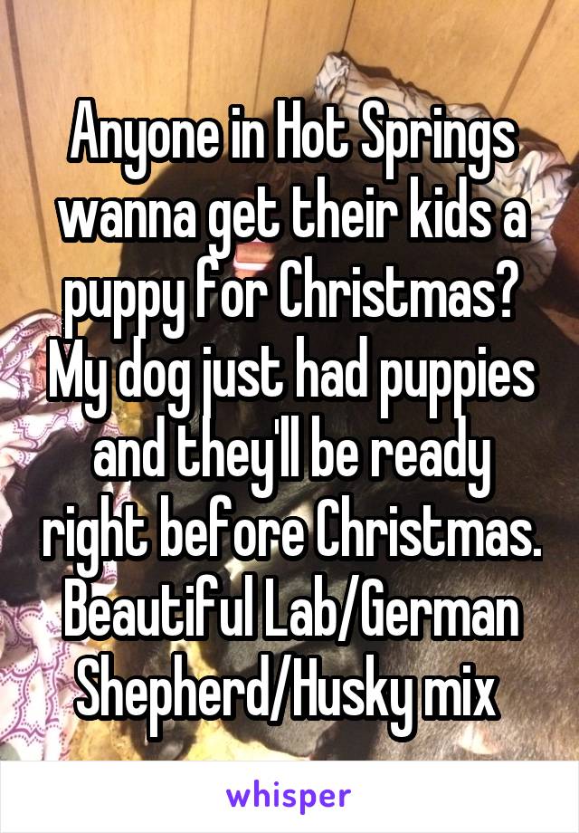 Anyone in Hot Springs wanna get their kids a puppy for Christmas? My dog just had puppies and they'll be ready right before Christmas. Beautiful Lab/German Shepherd/Husky mix 