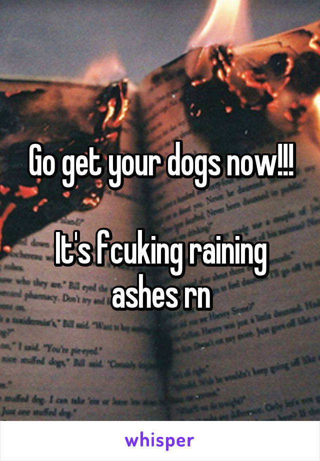 Go get your dogs now!!!

It's fcuking raining ashes rn
