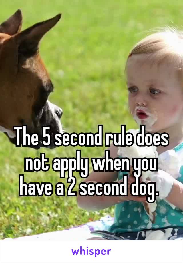 ‪The 5 second rule does not apply when you have a 2 second dog. ‬