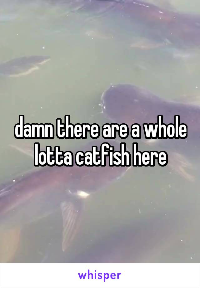 damn there are a whole lotta catfish here