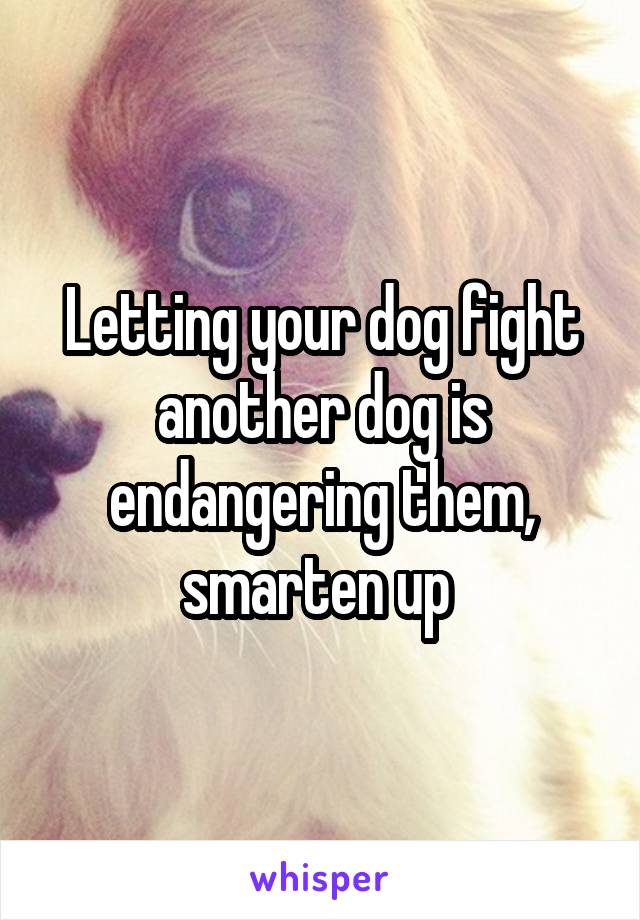 Letting your dog fight another dog is endangering them, smarten up 