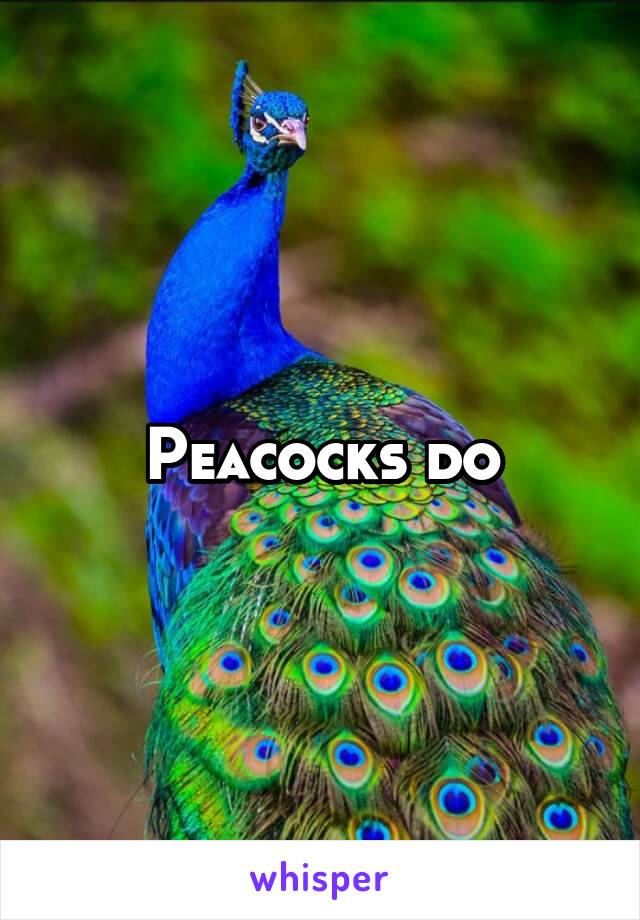 Peacocks do