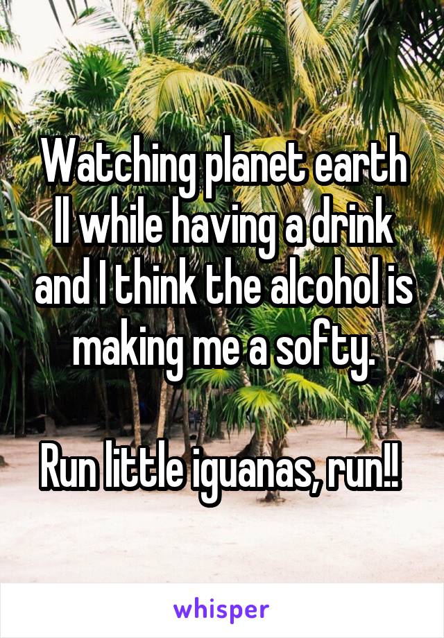 Watching planet earth ll while having a drink and I think the alcohol is making me a softy.

Run little iguanas, run!! 