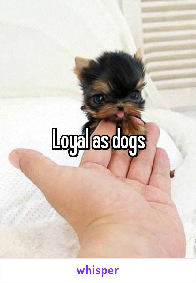 Loyal as dogs