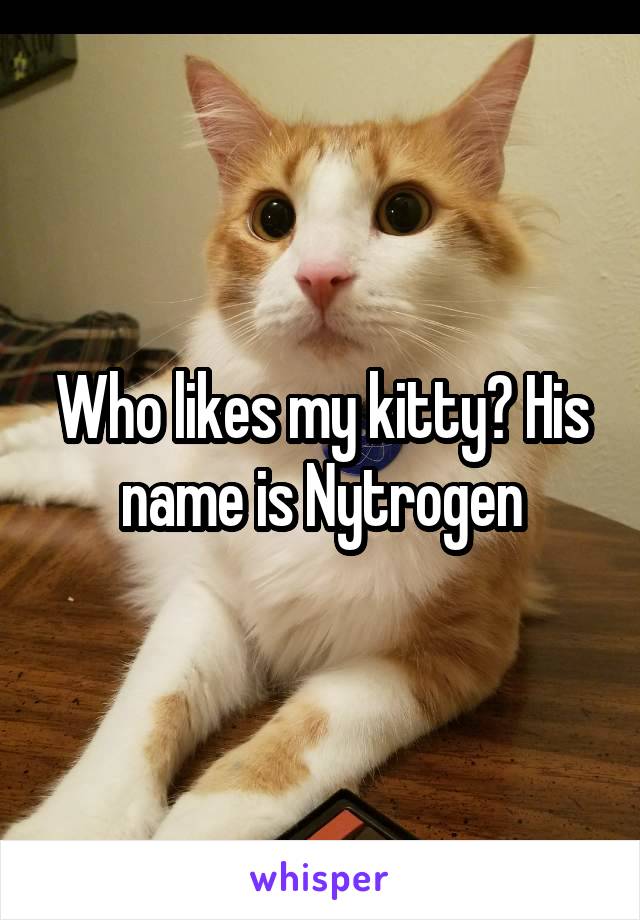 Who likes my kitty? His name is Nytrogen