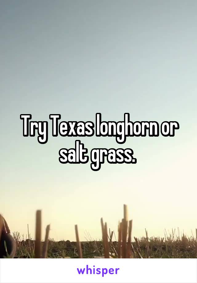 Try Texas longhorn or salt grass. 
