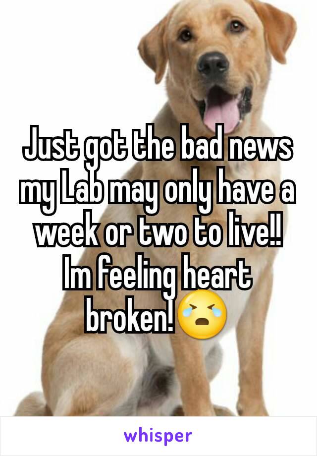 Just got the bad news my Lab may only have a week or two to live!! Im feeling heart broken!😭