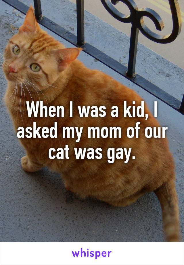 When I was a kid, I asked my mom of our cat was gay.
