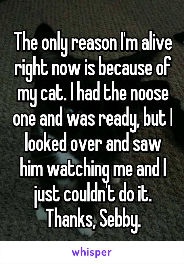 The only reason I'm alive right now is because of my cat. I had the noose one and was ready, but I looked over and saw him watching me and I just couldn't do it. Thanks, Sebby.