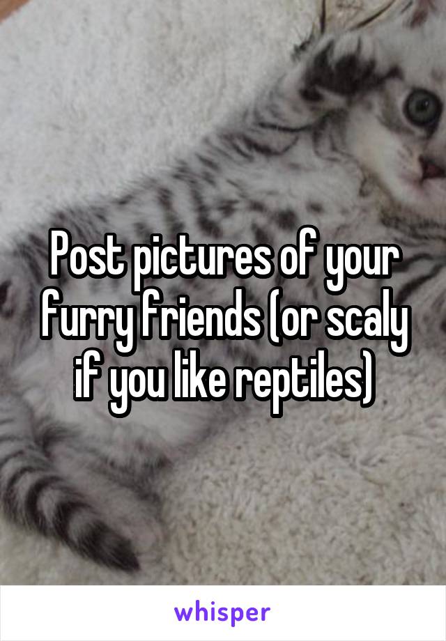 Post pictures of your furry friends (or scaly if you like reptiles)
