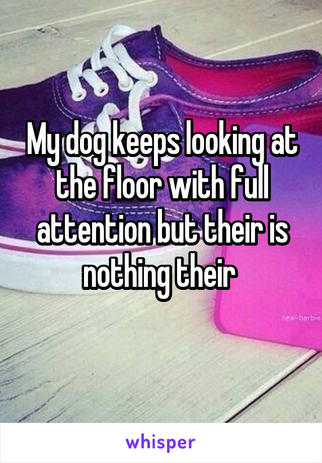 My dog keeps looking at the floor with full attention but their is nothing their 
