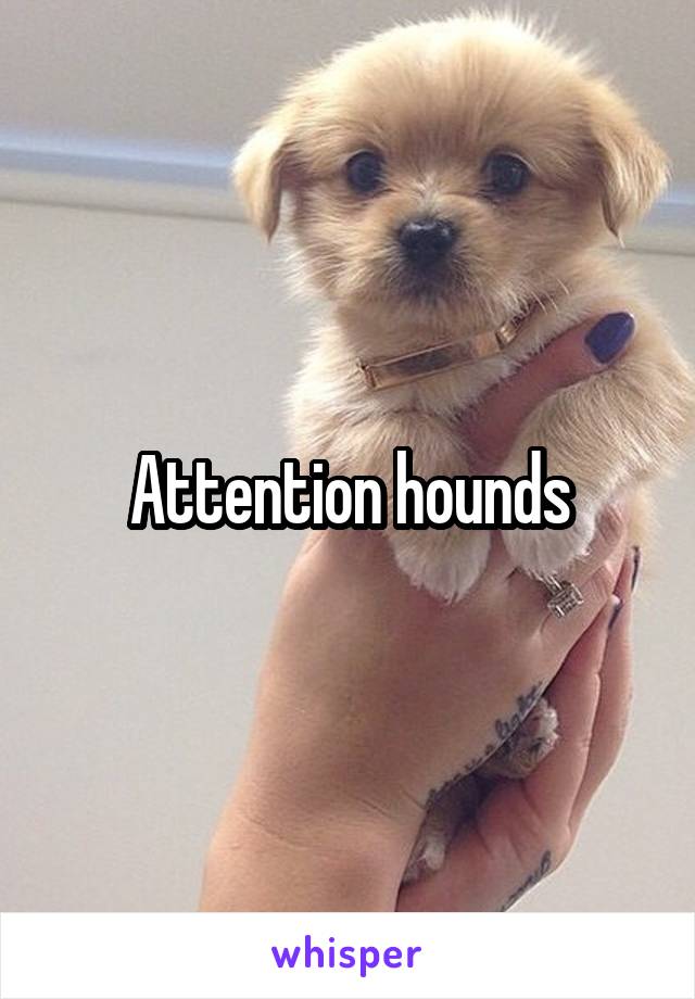 Attention hounds