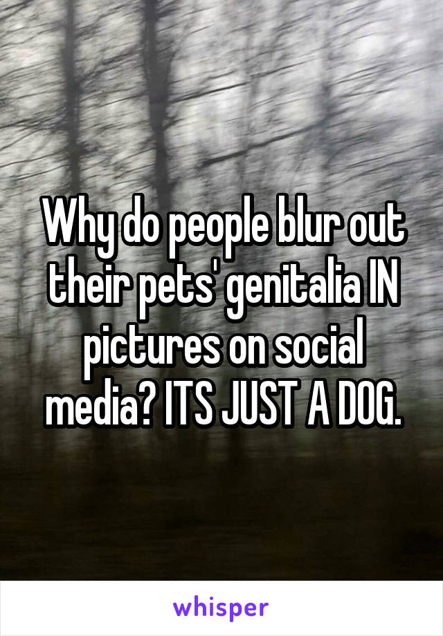 Why do people blur out their pets' genitalia IN pictures on social media? ITS JUST A DOG.
