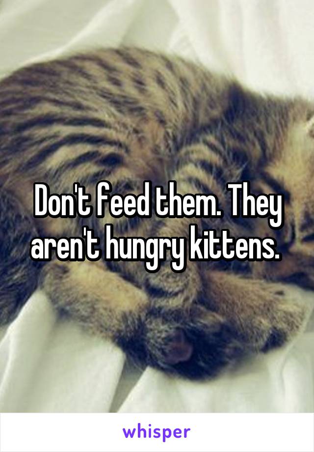 Don't feed them. They aren't hungry kittens. 
