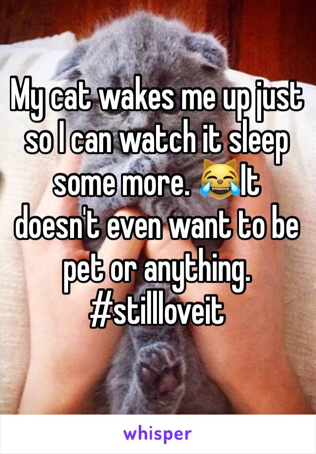 My cat wakes me up just so I can watch it sleep some more. 😹It doesn't even want to be pet or anything. #stillloveit