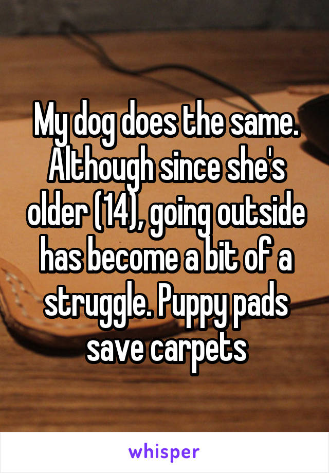 My dog does the same. Although since she's older (14), going outside has become a bit of a struggle. Puppy pads save carpets
