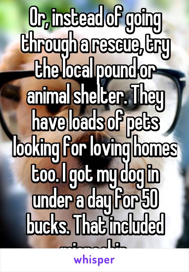 Or, instead of going through a rescue, try the local pound or animal shelter. They have loads of pets looking for loving homes too. I got my dog in under a day for 50 bucks. That included microchip.