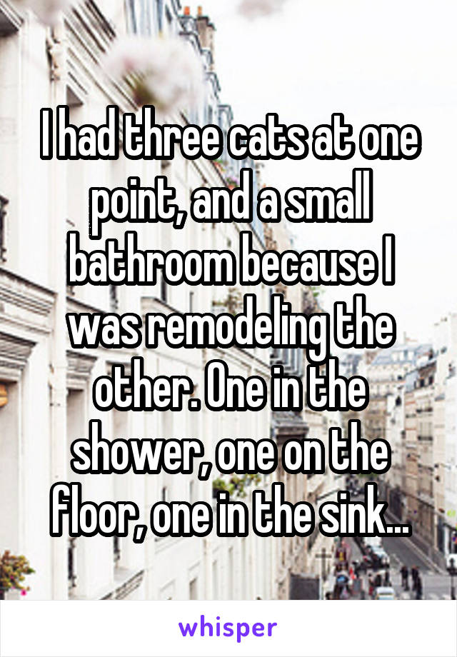 I had three cats at one point, and a small bathroom because I was remodeling the other. One in the shower, one on the floor, one in the sink...