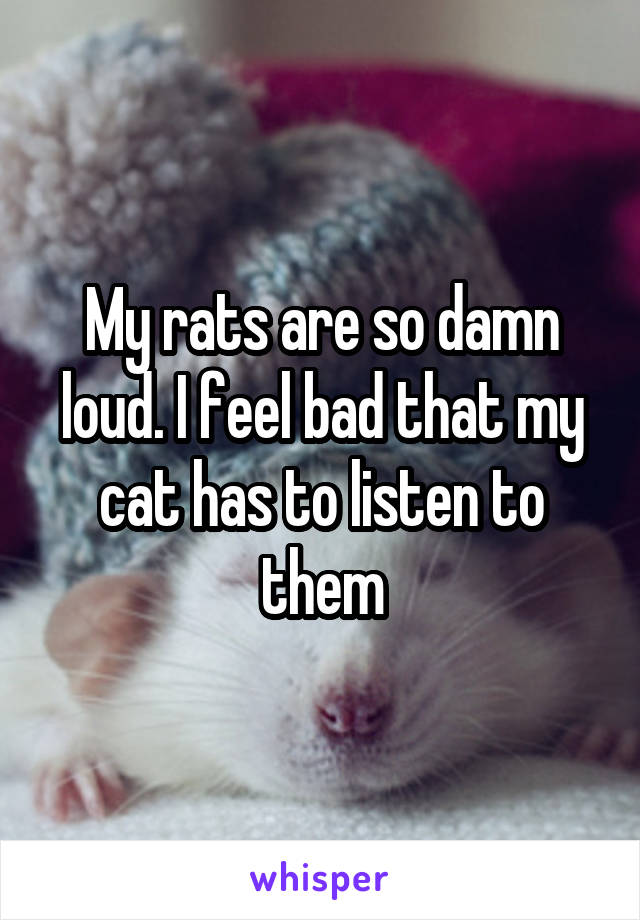 My rats are so damn loud. I feel bad that my cat has to listen to them