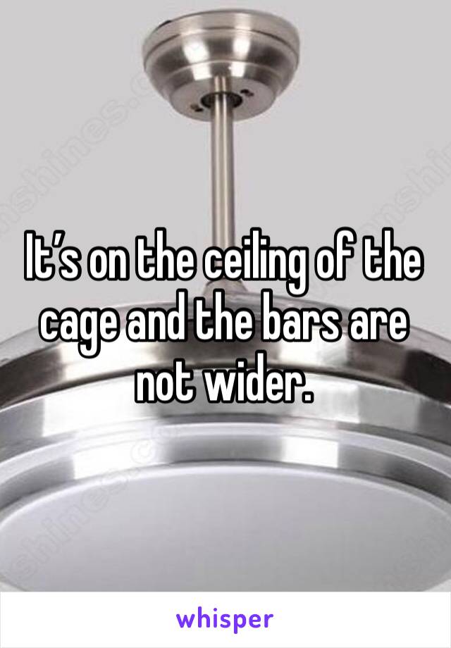 It’s on the ceiling of the cage and the bars are not wider. 