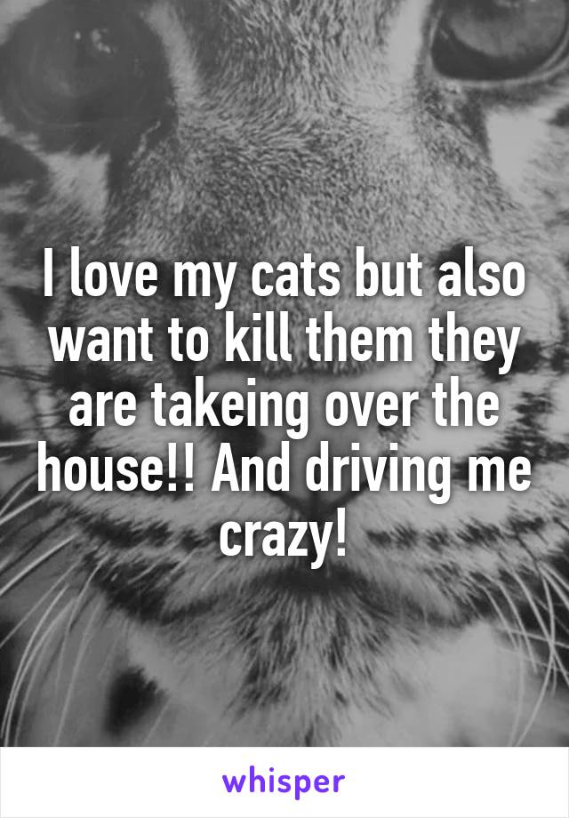 I love my cats but also want to kill them they are takeing over the house!! And driving me crazy!