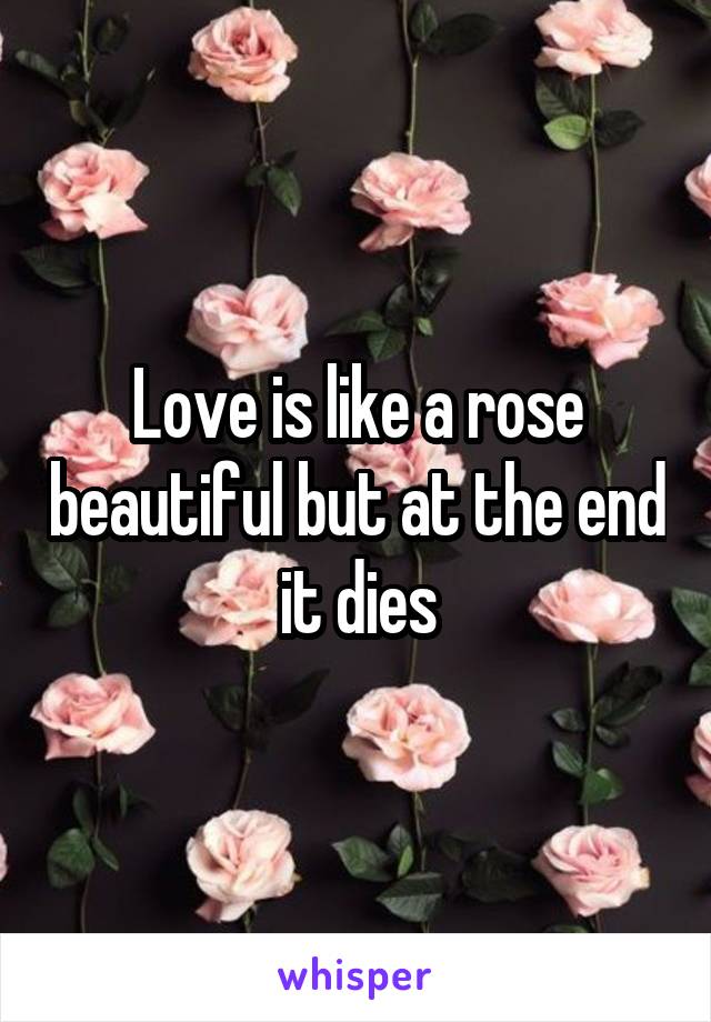 Love is like a rose beautiful but at the end it dies