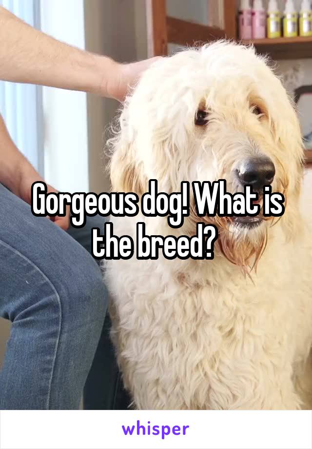 Gorgeous dog! What is the breed? 